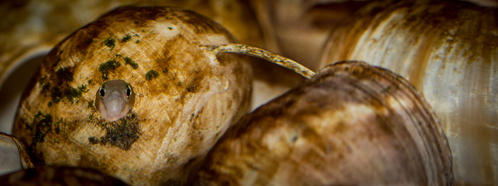 Neolamprologus multifasciatus MG 9140