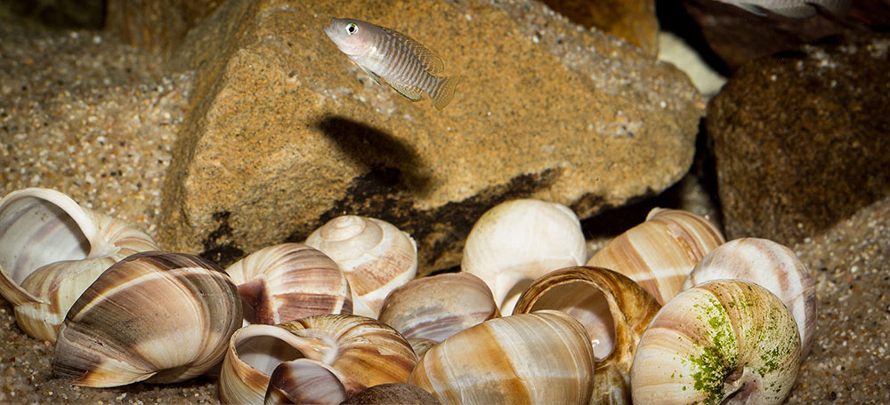 Neolamprologus multifasciatus Wohnblock MG 9782