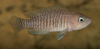 kl Neolamprologus multifasciatus MG 9084
