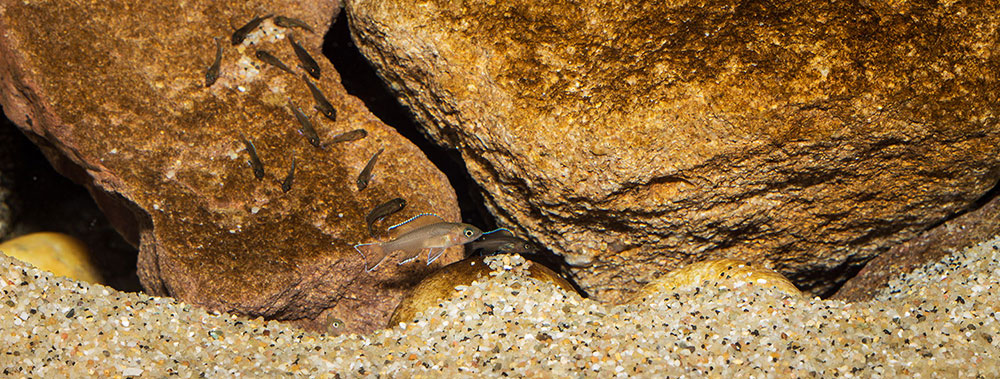 Jung Neolamprologus pulcher Daffodil MG 0885