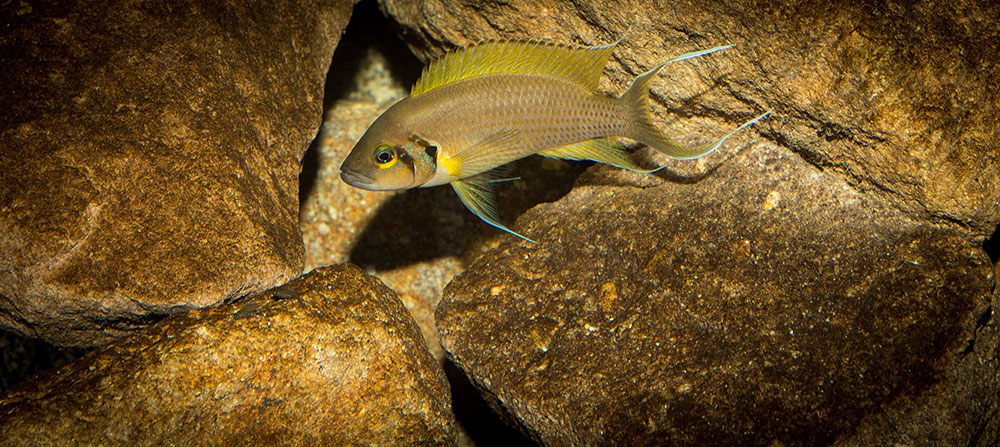 Neolamprologus pulcher Daffodil MG 0290