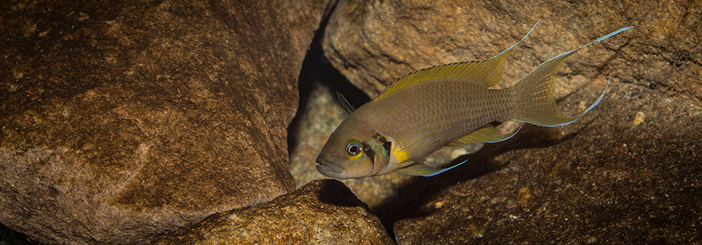 Neolamprologus pulcher Daffodil MG 0293