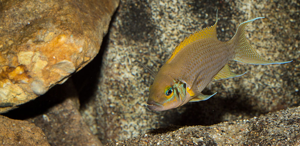 Neolamprologus pulcher Daffodil MG 8297