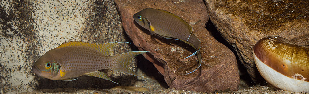 Paar Neolamprologus pulcher Daffodil MG 9672