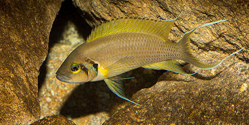 klein Neolamprologus pulcher Daffodil MG 0290