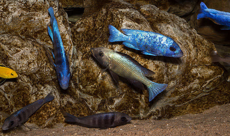 BigBangMalawi Gruppenbild MG 1398