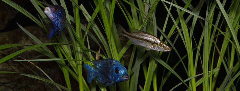 BigBangMalawi Gruppenbild MG 1404