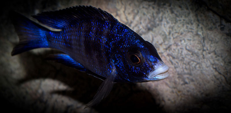 Placidochromis phenochilus Mdoka MG 8243
