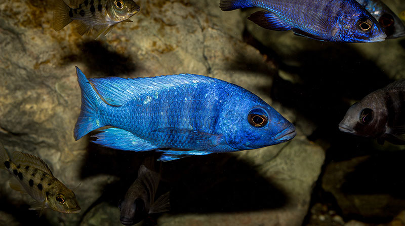 Placidochromis phenochilus Tanzania MG 7196
