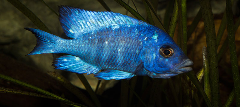 Placidochromis phenochilus Tanzania MG 7208