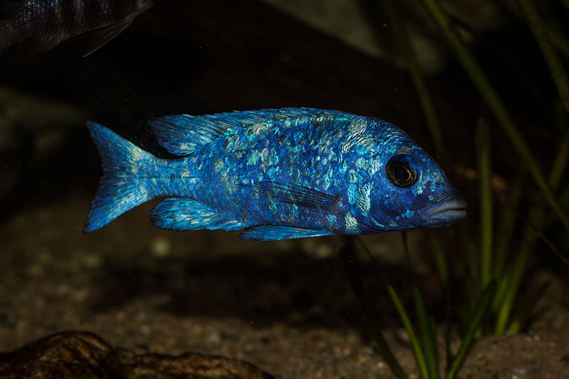 Placidochromis phenochilus Tanzania MG 7773