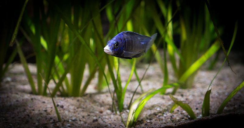 Placidochromis phenochilus Mdoka MG 6010