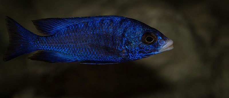 Placidochromis phenochilus Mdoka MG 6045