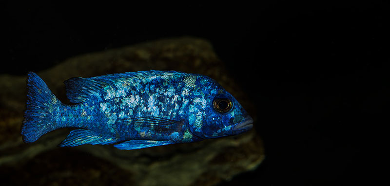 Placidochromis phenochilus Tanzania MG 0764