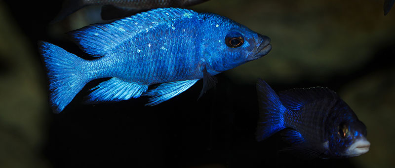 Placidochromis phenochilus Tanzania MG 1523