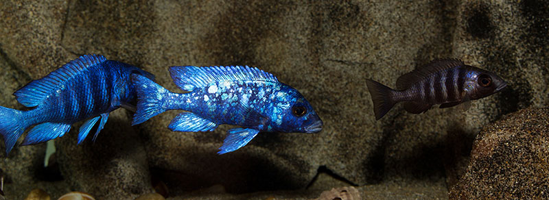 Placidochromis phenochilus Tanzania MG 5616