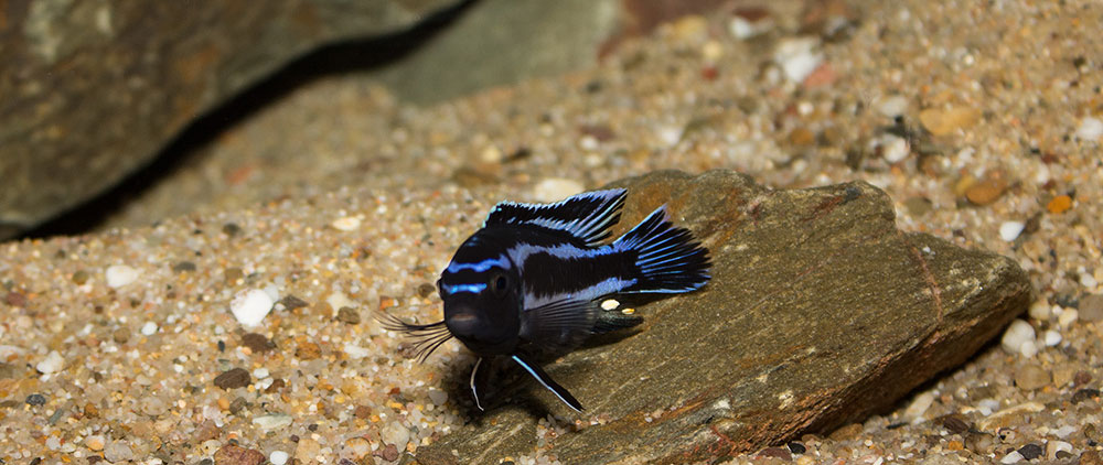 Melanochromis johannii MG 5577