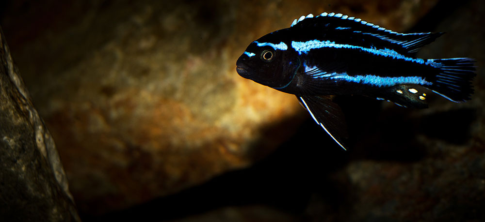 Melanochromis johannii MG 8754