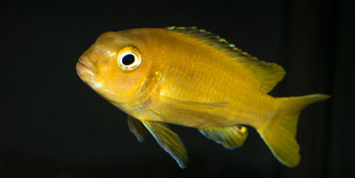 Pseudotropheus johannii 500 MG 0452