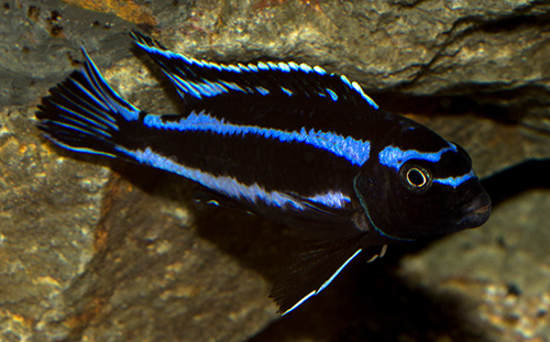 Pseudotropheus johannii 500 MG 0467