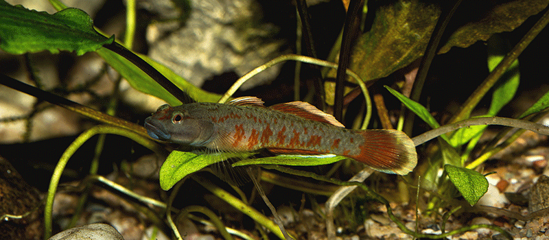 Rhinogobius zhoui 800 MG 2934