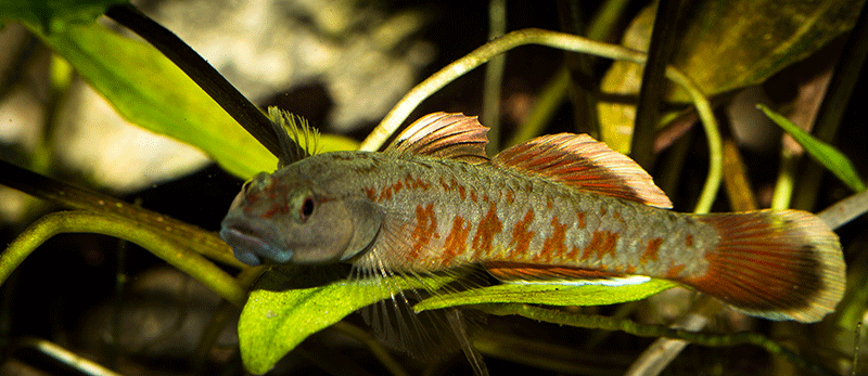 Rhinogobius zhoui 800 MG 2937
