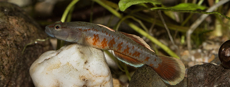 Rhinogobius zhoui 800 MG 2941