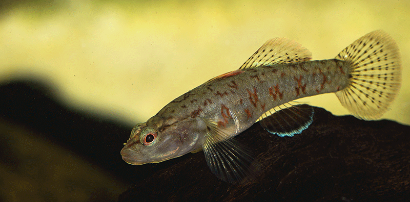 Rhinogobius zhoui 800 MG 2947