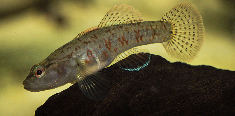 Rhinogobius zhoui 800 MG 2948