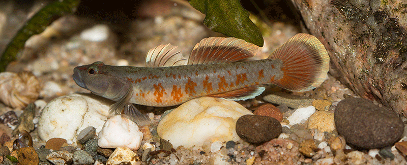 Rhinogobius zhoui 800 MG 2955