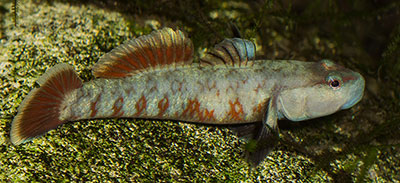 Rhinogobius zhoui Maennchen 400 MG 2200