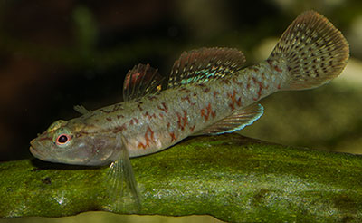 Rhinogobius zhoui Weibchen 400 MG 2205