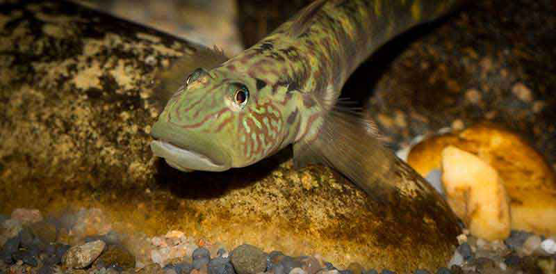 Rhinogobius formosanus 800 MG 7759