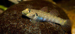 Rhinogobius formosanus 300 MG 7756