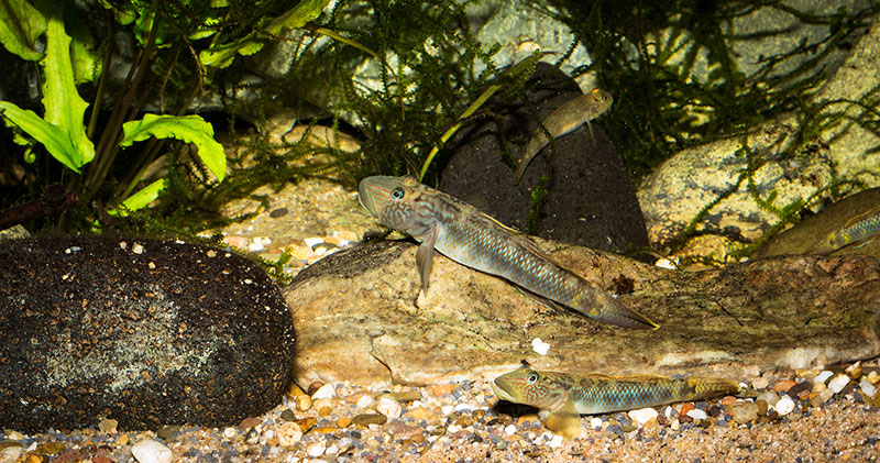 Rhinogobius formosanus 800 MG 1756