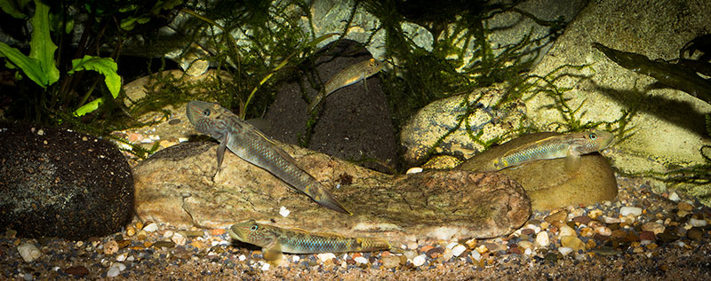 Rhinogobius formosanus 800 MG 1758