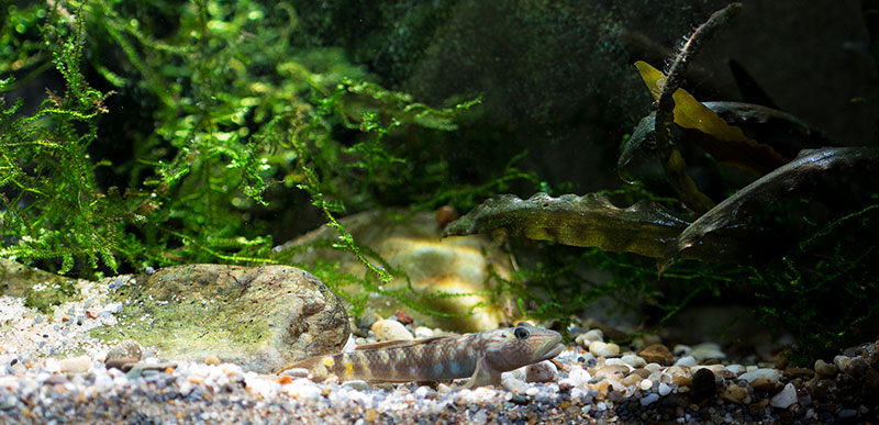 Rhinogobius formosanus 800 MG 1824