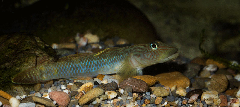 Rhinogobius formosanus 800 MG 2353