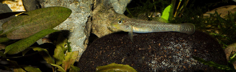 Rhinogobius formosanus 800 MG 2840
