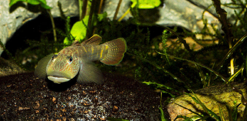 Rhinogobius formosanus 800 MG 2884