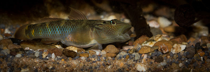 Rhinogobius formosanus 800 MG 7265