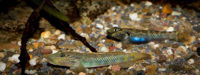 Rhinogobius formosanus 800 MG 7758