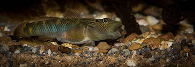 Rhinogobius formosanus maennchen MG 7265