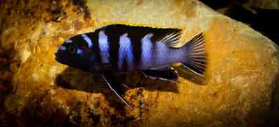 Labidochromis mbamba bay kl