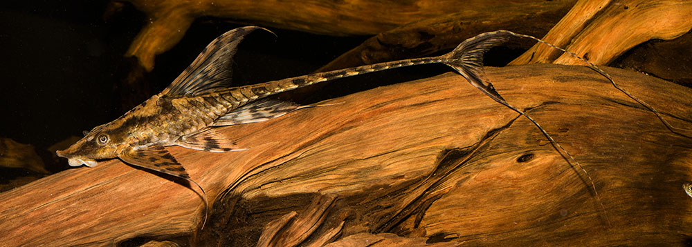 Sturisoma festivum MG 0226