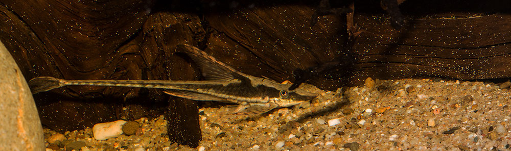 Sturisoma festivum MG 7157