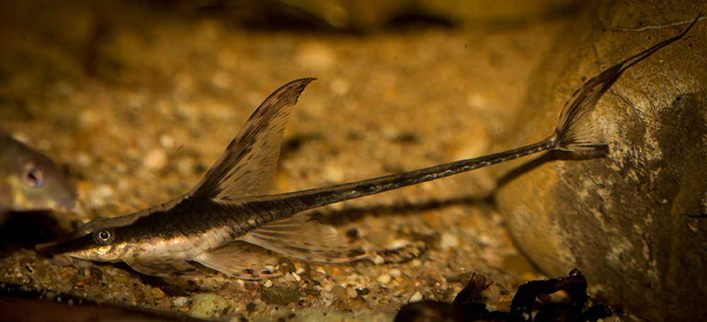 Sturisoma festivum MG 7314