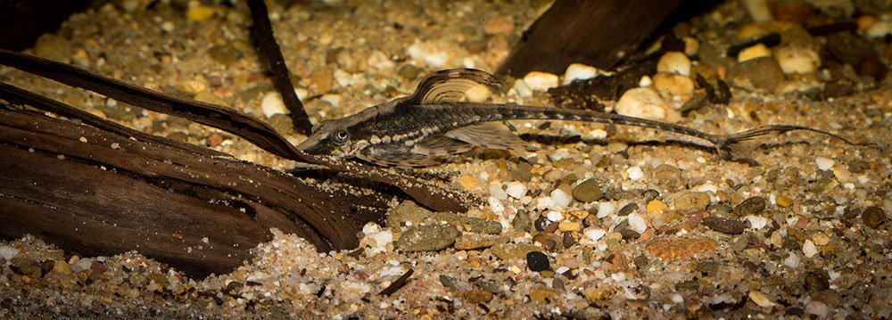 Sturisoma festivum MG 7723