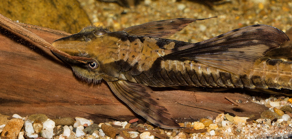 Sturisoma festivum MG 0823