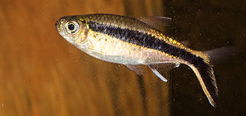 Thayeria boehlkei 350 MG 0822